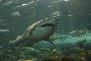 Shark from the Aquarium